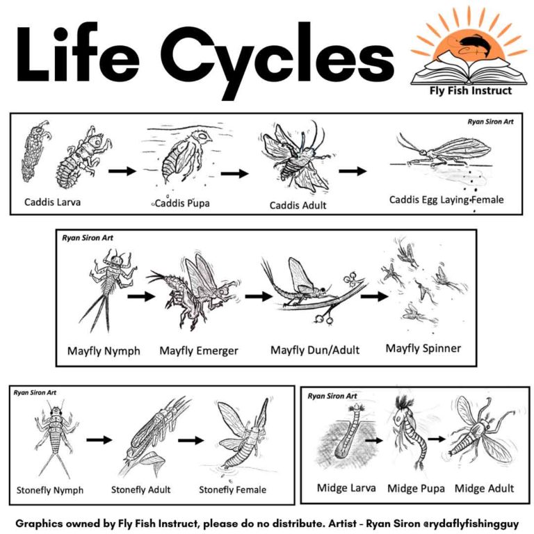 Intro-to-Entomology-Fly-Fish-Instruct-Graphics-Ryan-Siron