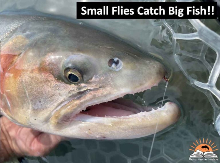 Small-Flies-Catch-Big-Fish