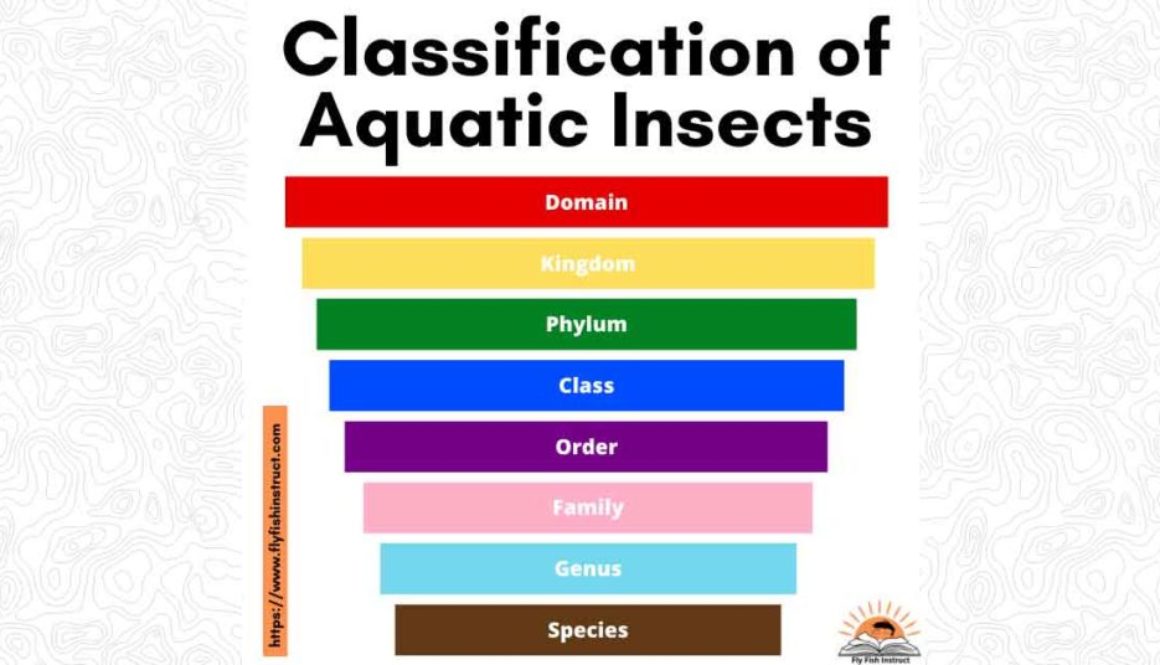 Website-Featured-Image-Classification-Of-Aquatic-Insects