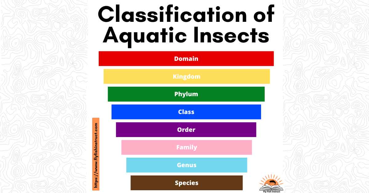 Website-Featured-Image-Classification-Of-Aquatic-Insects