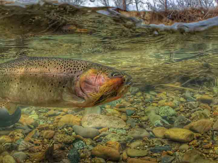 Cutthroat-with-Streamer-in-Mouth